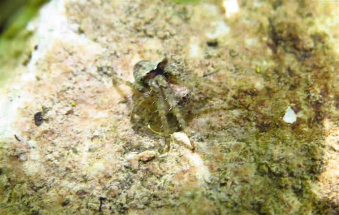 Araneidae: Gibbaranea cfr. bituberculata - Costa de Caparica (Portogallo)